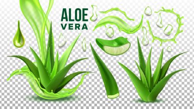 Eczane Sulu Aloe Vera Element Seti Vektör