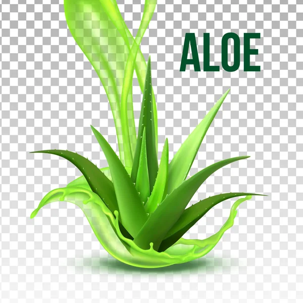 Tumbuhan Hijau Foliage Realistik Aloe Vera Vector - Stok Vektor
