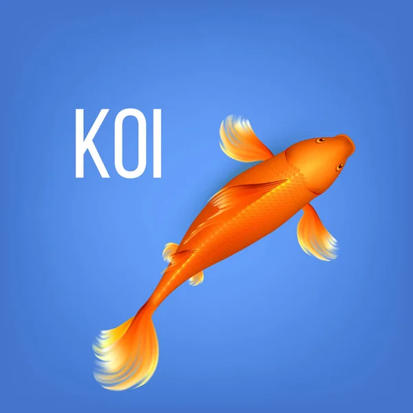 Asiático decorativo laranja koi dourado peixe vetor — Vetor de Stock