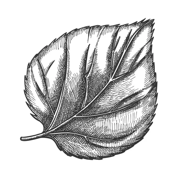 Natuur blad van herbaceous hopplant close-up vector — Stockvector
