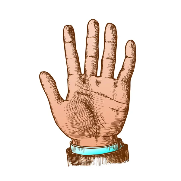 Kolor męski ręka zrobić gest pięć palce w górę wektor — Wektor stockowy