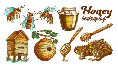 Renkli Bal Arıcılık Apiary Set Vektör