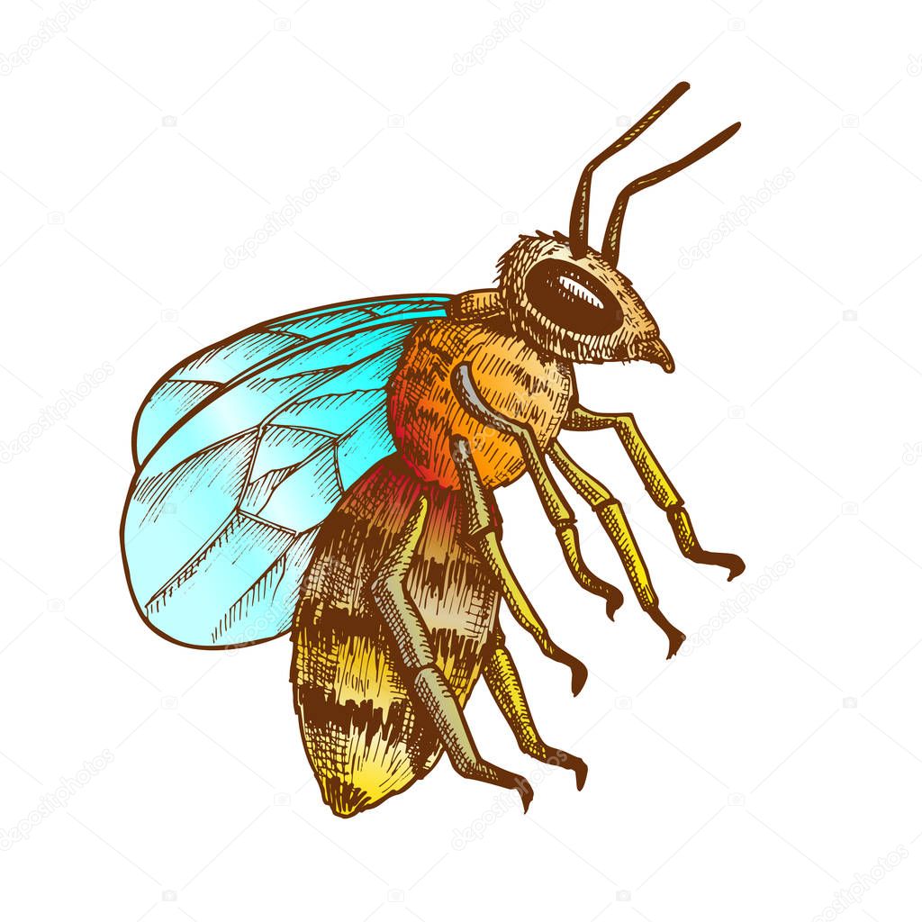 Color Striped Bee Flying Insect Animal Side View Vector