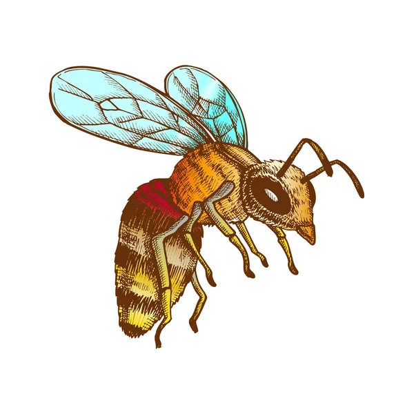 Kleur vliegende Honey Bee insect verzamelen nectar vector — Stockvector