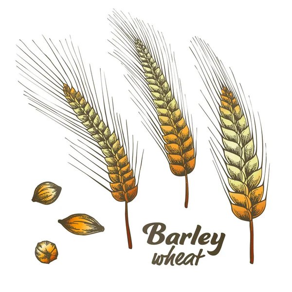 Color Designed Barley Wheat Spike And Seed Set Vector — Stock Vector