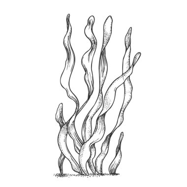 Sualtı Organizma Yosun Yosunu Doodle Vektör