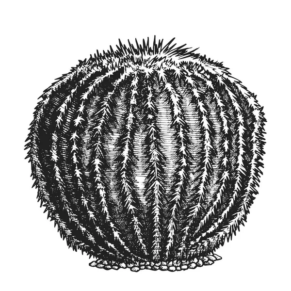 ラウンド砂漠植物サボテンインクハンド描かれたベクトル — ストックベクタ