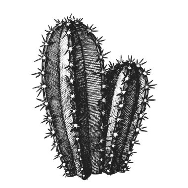 Cereus Hildmannianus Kaktüs El Çizimli Vektör