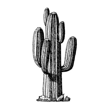 Saguaro Arborescent Tree-like Cactus Ink Vector clipart