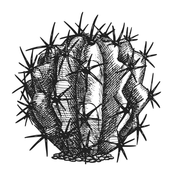 Ferocactus Echidne Sud kaktus ročník — Stockový vektor