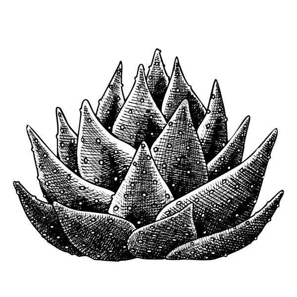 Vecteur dessiné à la main de cactus d'agave de feuilles succulentes — Image vectorielle