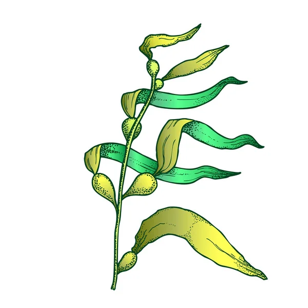 Algues sous-marines Algues Vecteur dessiné à la main — Image vectorielle