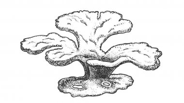 Oceanic Reef Yosun Yosun Mercan Vintage Vektör