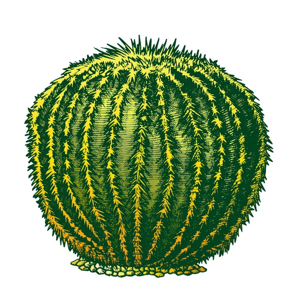 Color Planta redonda del desierto Tinta de cactus Vector dibujado a mano — Archivo Imágenes Vectoriales