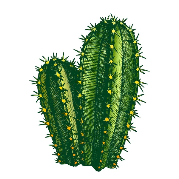 Warna Cereus Hildmannianus Cactus Hand Drawn Vector - Stok Vektor
