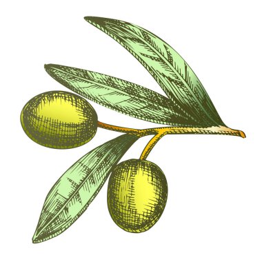 Renk tarım maddesi zeytin Şubesi Vintage vector