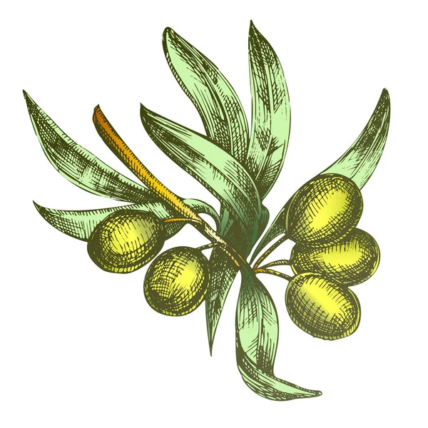 Vecteur monochrome de branche d'olivier agricole de couleur — Image vectorielle