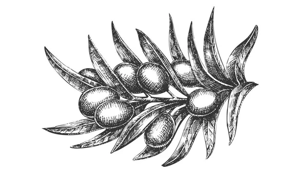 Organic Natural Olive Branch Hand Drawn Vector — Vector de stoc
