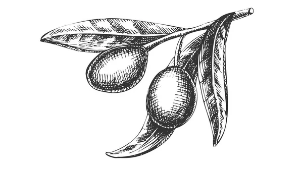 Biologische voeding Olive Branch hand getekende vector — Stockvector