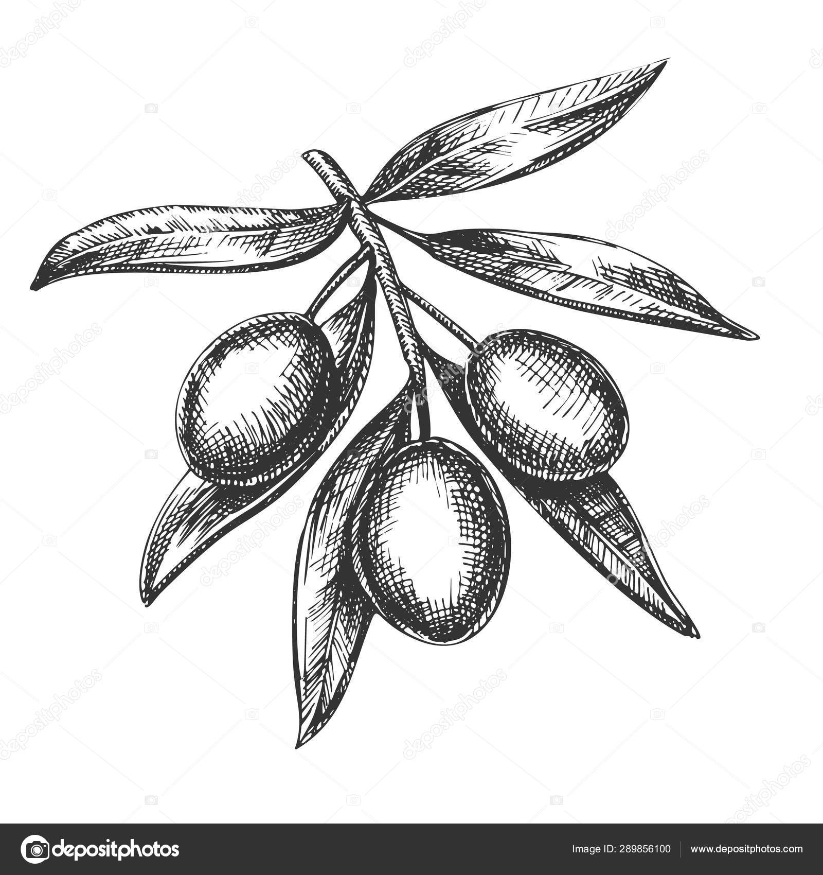 カポナータストックベクター ロイヤリティフリーカポナータイラスト Depositphotos