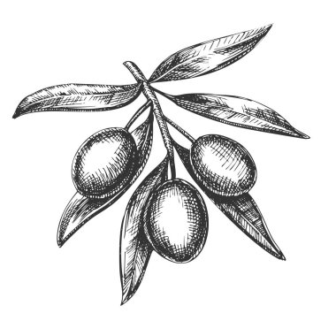 Tarım taze zeytin ağacı şube mürekkep vektör