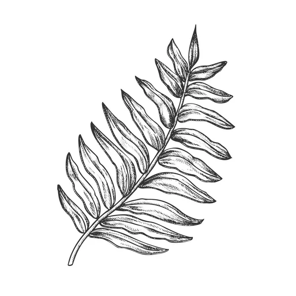 Vector dibujado a mano de la hoja exótica tropical de la palma de Areca — Vector de stock