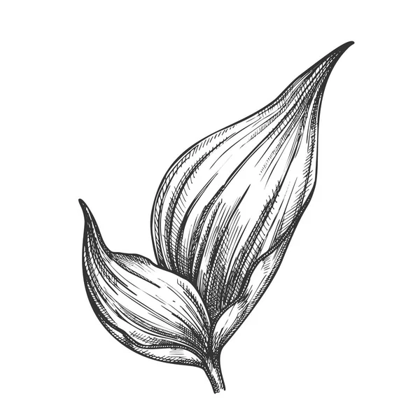 Rhapis Robusta Tropical Leaf Hand Drawn Vector — Stock Vector