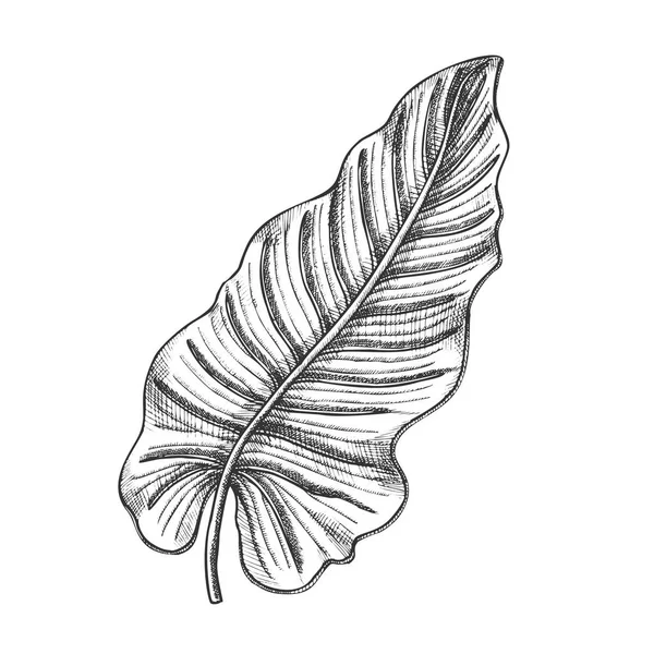 Philodendron Melanochrysum Folha mão desenhada vetor — Vetor de Stock