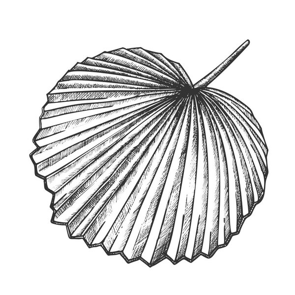 Licuala Grandis - экзотический вектор ретро-леафа
