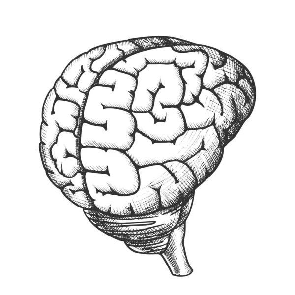 Anatomisches Kopforgan menschliches Gehirn Jahrgangsvektor — Stockvektor