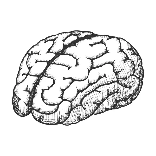 Órgano anatómico Cerebro humano Vector monocromático — Archivo Imágenes Vectoriales