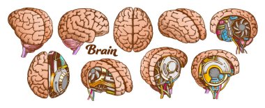 Color Brain Set Collection In Different Views Vector clipart