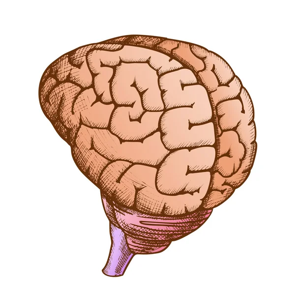 Anatomische hoofd orgel menselijke hersenen Vintage kleur vector — Stockvector