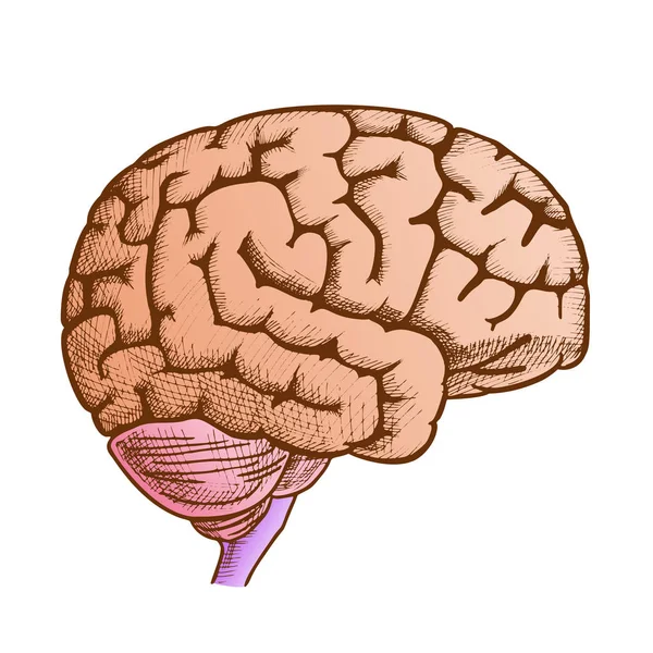 Head Organ Human Brain Side View Vintage Color Vector — Stock Vector
