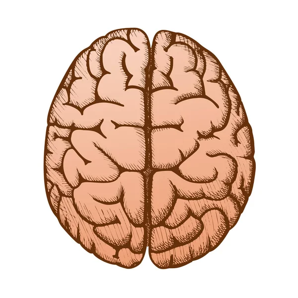 頭部臓器人間の脳トップビューヴィンテージカラーベクトル — ストックベクタ