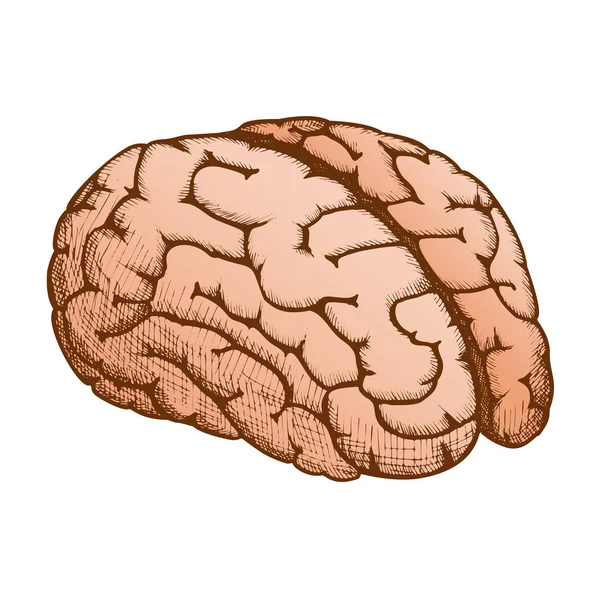 Anatomiska organ mänskliga hjärnan färg vektor — Stock vektor