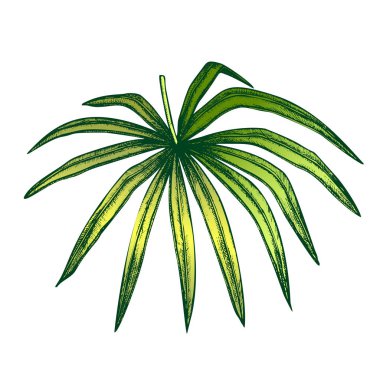 Thrinax Radiata Egzotik Yaprak Renk El Çizilmiş Vektör