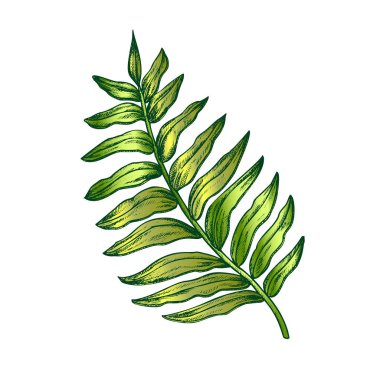 Areca Palm Tropikal Egzotik Yaprak Renk El Çizilmiş Vektör