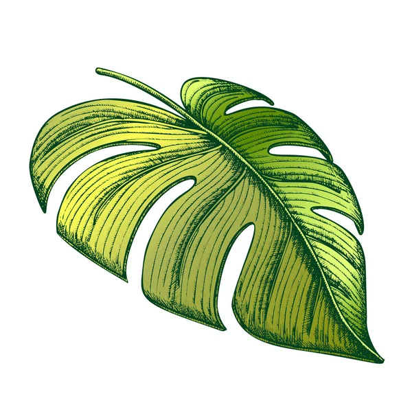 Monstera tropische exotische bladkleur hand getekende vector — Stockvector