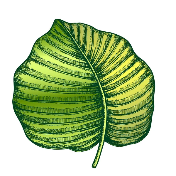 Anthurium regale Tropical Leaf kolor ręcznie rysowane Vector — Wektor stockowy