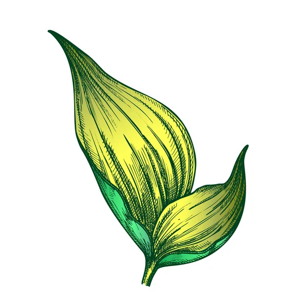 Vecteur dessiné à la main Rhapis Robusta Tropical Leaf Color — Image vectorielle