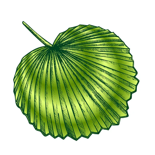 Licuala Grandis Tropical Exotic Leaf Color Retro Vector — Vector de stock