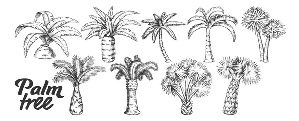 Palm hoge en kleine trunk bomen instellen inkt vector — Stockvector