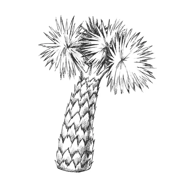 Palm Leaks Tree High Trunk Monochrome Vector — стоковый вектор