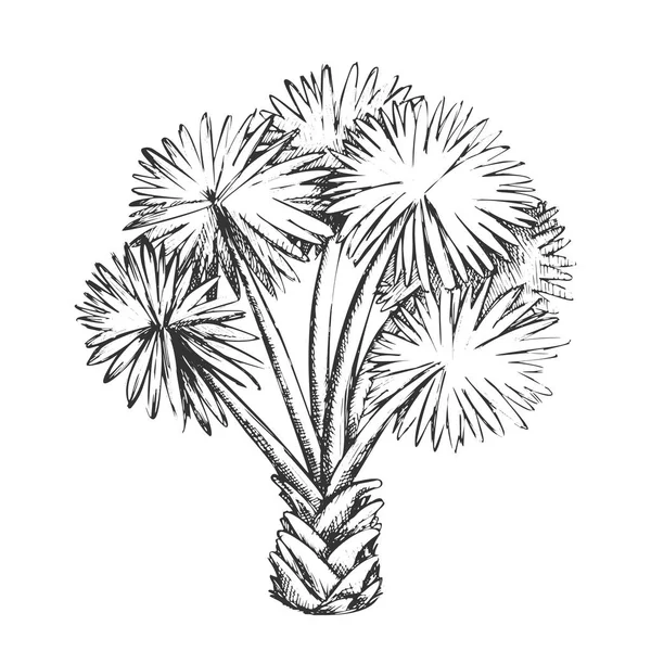 Palmier Texas Palmetto Vecteur monochrome — Image vectorielle