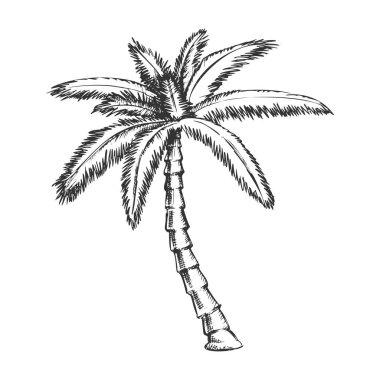 Şerit Fan Palmiye Tropikal Ağaç Monokrom Vektör