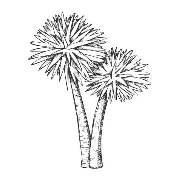 Sabal Palm alberi tropicali esotici vettore monocromatico — Vettoriale Stock