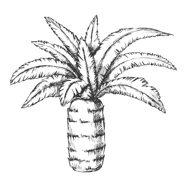 菠萝棕榈热带树单色矢量 — 图库矢量图片
