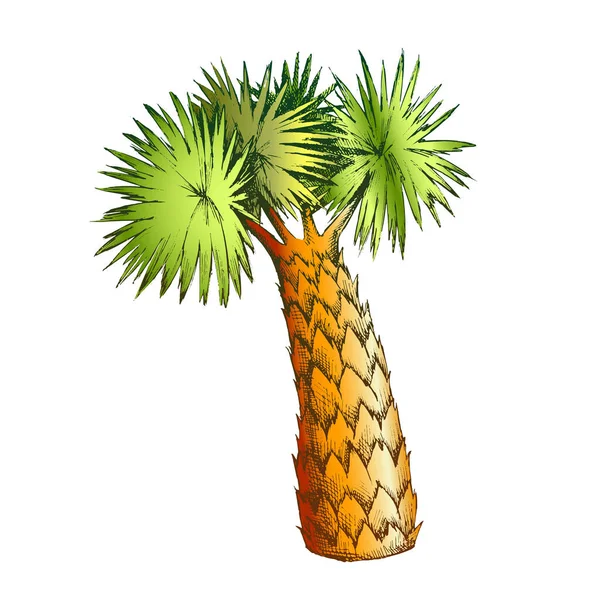 Palm bladeren boom hoge trunk kleur vector — Stockvector