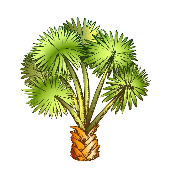 Palma liść drzewo Texas Palmetto kolor wektor — Wektor stockowy